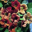 Thompson and Morgan Nasturtium majus Peach Melba Seeds