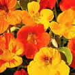 Thompson and Morgan Nasturtium majus Dwarf Compact Mixed Seeds