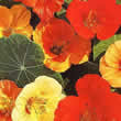 Thompson and Morgan Nasturtium majus Tom Thumb Mixed Seeds