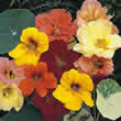 Thompson and Morgan Nasturtium majus Alaska Mixed Seeds