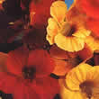 Thompson and Morgan Nasturtium majus Whirlybird Mixed Seeds