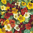 Thompson and Morgan Nasturtium majus Jewel of Africa Seeds