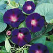 Thompson and Morgan Ipomoea purpurea Star Of Yelta Seeds