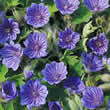 Thompson and Morgan Geranium bohemicum Orchid Blue Seeds