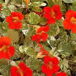 Thompson and Morgan Nasturtium majus Alaska Scarlet Seeds
