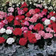 Thompson and Morgan Pelargonium x Hortorum Border Supreme Seeds