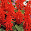 Thompson and Morgan Salvia splendens Blaze of Fire Seeds