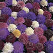 Thompson and Morgan Scabiosa atropurpurea Dwarf Double Mixed Seeds