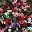 Thompson and Morgan Lathyrus odoratus Snoopea Seeds