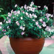 Thompson and Morgan Lathyrus odoratus Pink Cupid Seeds