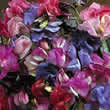 Thompson and Morgan Lathyrus odoratus Bijou Mixed Seeds