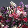 Thompson and Morgan Lathyrus odoratus Antique Fantansy Mixed Seeds