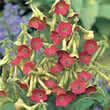 Thompson and Morgan Nicotiana x hyhrida Tinkerbell F1. Hybrid Seeds