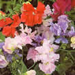 Thompson and Morgan Lathyrus odoratus Early Mammoth Mixed Seeds