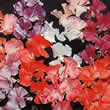 Thompson and Morgan Lathyrus odoratus T&M Prize Strain Mixed Seeds