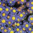 Thompson and Morgan Felicia bergeriana Seeds