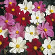 Thompson and Morgan Cosmos bipinnatus Gazebo Mixed Seeds