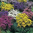 Thompson and Morgan Limonium sinuatum Forever Mixed Seeds