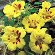 Thompson and Morgan Nasturtium majus Strawberries and Cream Seeds