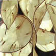 Thompson and Morgan Lunaria annua Seeds