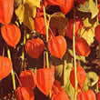 Thompson and Morgan Physalis alkekengi Seeds
