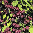 Thompson and Morgan Rhodochiton atrosanguineum Seeds