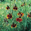 Thompson and Morgan Ratibida columnifera Red Midget Seeds