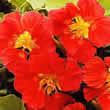 Thompson and Morgan Nasturtium majus Whirlybird Cherry Seeds