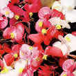 Thompson and Morgan Begonia semperflorens Options Mixed Seeds