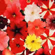 Thompson and Morgan Petunia Colour Parade F1 Seeds