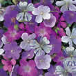 Thompson and Morgan Geranium Reflections Seeds