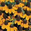Thompson and Morgan Rudbeckia amplexicaulis Seeds