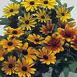 Thompson and Morgan Rudbeckia hirta Becky Mixed Seeds