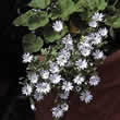 Thompson and Morgan Nemophila maculata 5 Spot Seeds