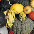 Thompson and Morgan Gourd - Jim Jams Seeds