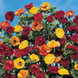 Thompson and Morgan Potentilla atrosanguinea Fireball Mixed Seeds