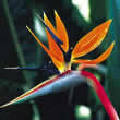 Thompson and Morgan Strelitzia reginae Dwarf Seeds