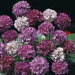Thompson and Morgan Armeria hybrida Bees Hybrids Seeds