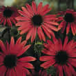 Thompson and Morgan Echinacea purpurea Magnus Seeds