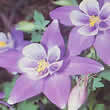 Thompson and Morgan Aquilegia caerulea Seeds