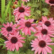Thompson and Morgan Echinacea purpurea T&M Hybrids Seeds