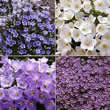 Thompson and Morgan Campanula Rockery Mixed Seeds