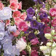 Thompson and Morgan Campanula medium Canterbury Bells Mixed Seeds