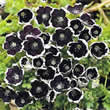 Thompson and Morgan Nemophilia menziesii Pennie Black Seeds