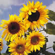 Thompson and Morgan Helianthus annuus Russian Giant Seeds