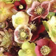 Thompson and Morgan Helleborus Winter Flowering Hybrid Mixed Improved Seeds