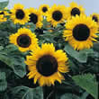 Thompson and Morgan Helianthus annuus Elite Sun F1 Seeds