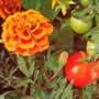 Thompson & Morgan Marigold : Tomato Growing Secret Seeds