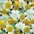 Thompson and Morgan Limnanthes douglasii Spanish Omelette Mixed Seeds