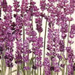 Thompson and Morgan Lavender angustifolia Munstead Seeds